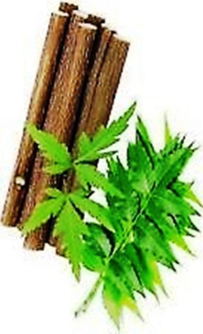 NEEM - Datun|Twig|Datwan|Stick || 40 pcs. || Toothpaste (pack  of 40