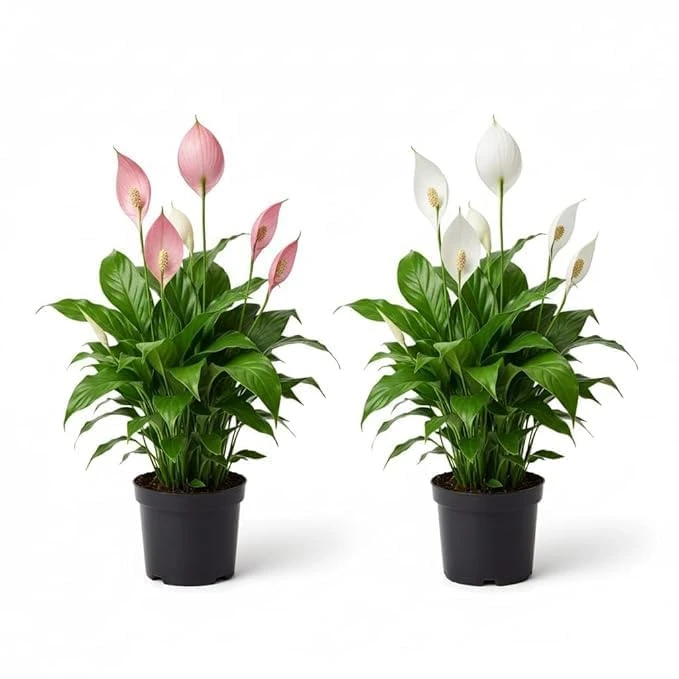Peace Lily Combo Plant | Live Indoor Flowering Spathiphyllum | Air Purifying Houseplant for Home and Office | Low Maintenance Decorative Plant for Gifting With 3 Inch Plastic Pot (peace lily)