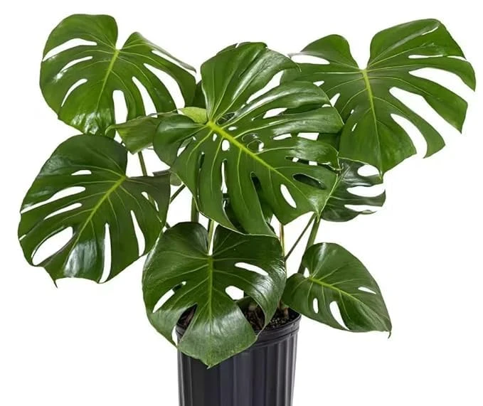 Monstera Deliciosa Live Plant – Pack of 1 Healthy Indoor Tropical Houseplant for Home, Office & Garden Décor – Air-Purifying Lush Green Foliage With Grow Bag & pot