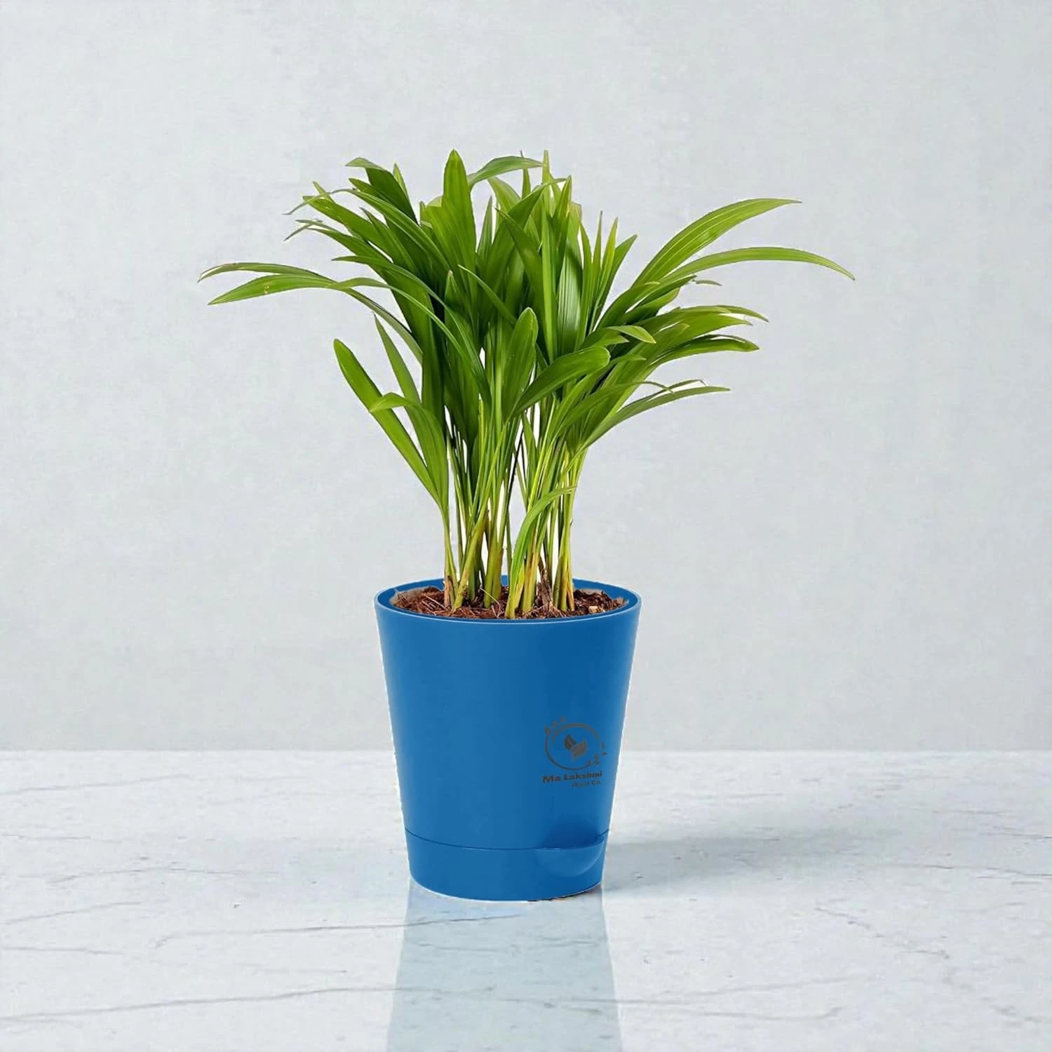 Live Areca Palm Plant In self watering pot | Indoor Decorative House Office, Table, Kitchen & Desk Decor | Best Plant For Balcony & Garden (Blue Self Watering Pot)