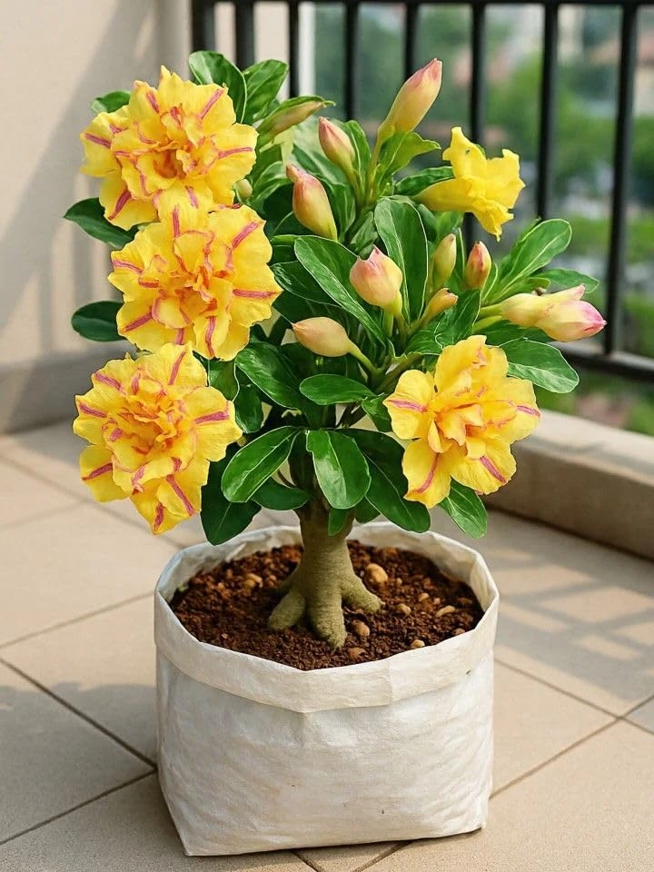 live Adenium Red-Yellow - pink Coloured Flower Plant Pack of 1 For Home & Office Decoration single plant