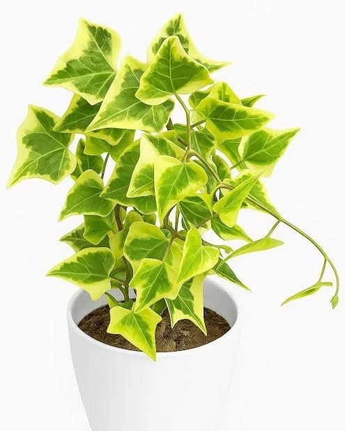 Live English Ivy Plant, Indoor Outdoor Climbing Vine, Air Purifying Houseplant in Pot (English Ivy Plant)