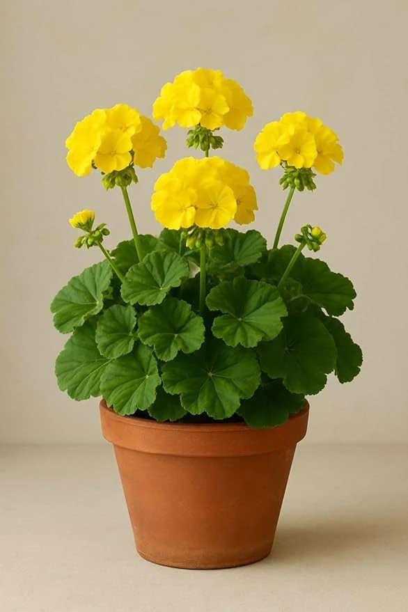 Live Yellow Geranium Plant – Rare Zonal Pelargonium with Bright Blooms | Outdoor Flowering Plant in Pot (Geranium Plant)
