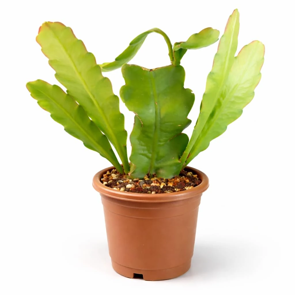 Brahma Kamal Live Plant with Pot | Sacred Himalayan Rare Flowering Plant | Auspicious Vastu Plant for Home & Temple | Easy-Care Indoor–Outdoor Plant | Fresh Healthy Plant