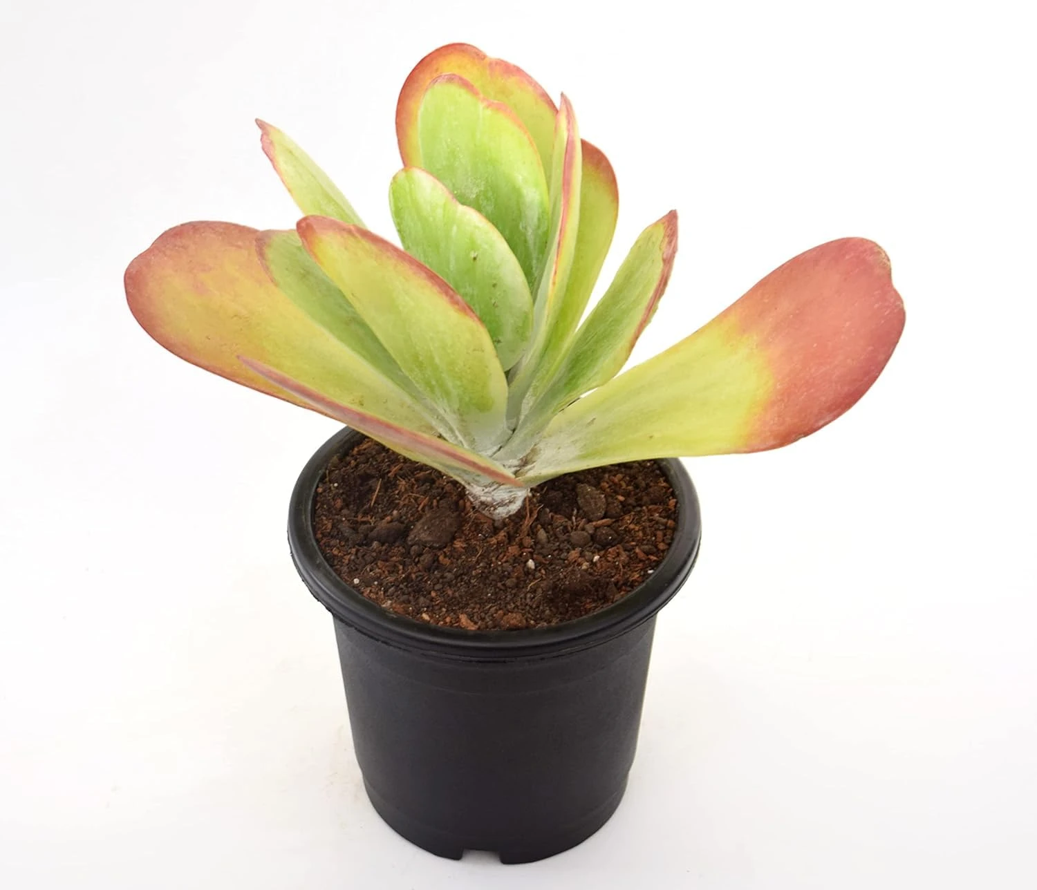 Flapjacks Live Plant with Pot | Rare Paddle Plant with Colorful Leaves | Low-Maintenance Indoor–Outdoor Succulent for Home & Office Décor | Fresh Healthy Plant