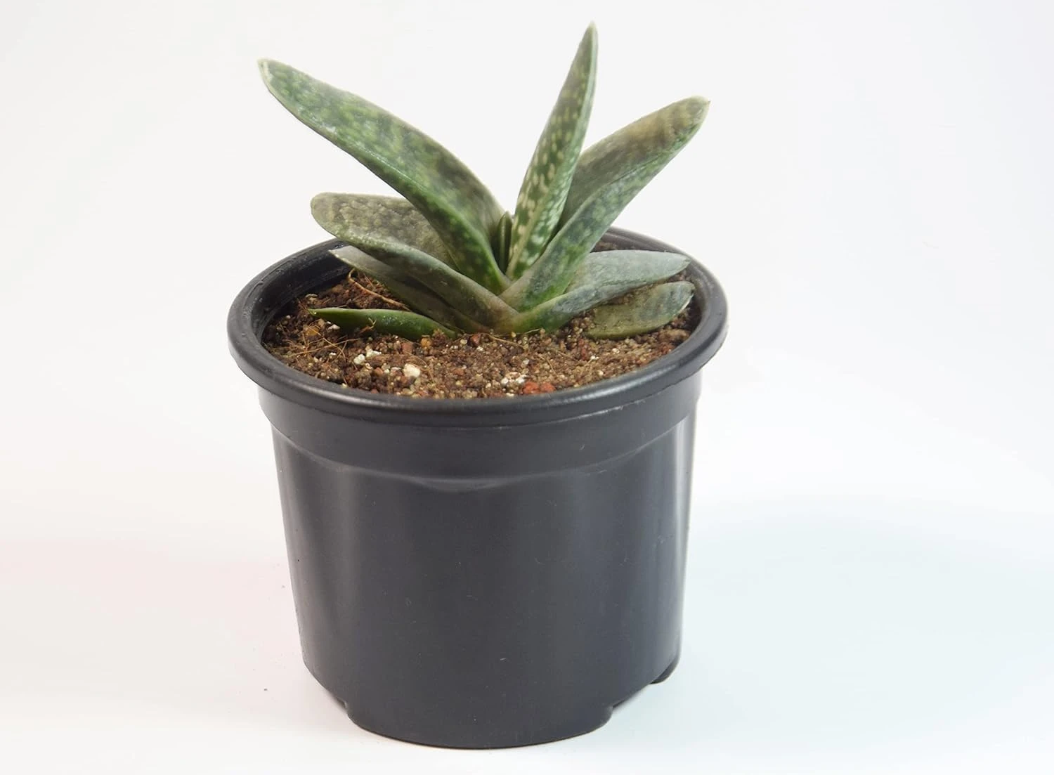 Gasteria Live Succulent Plant with Pot | Rare Tongue-Shaped Leaf Succulent | Low-Maintenance Indoor Plant for Home, Desk & Office Décor | Fresh Healthy Live Plant