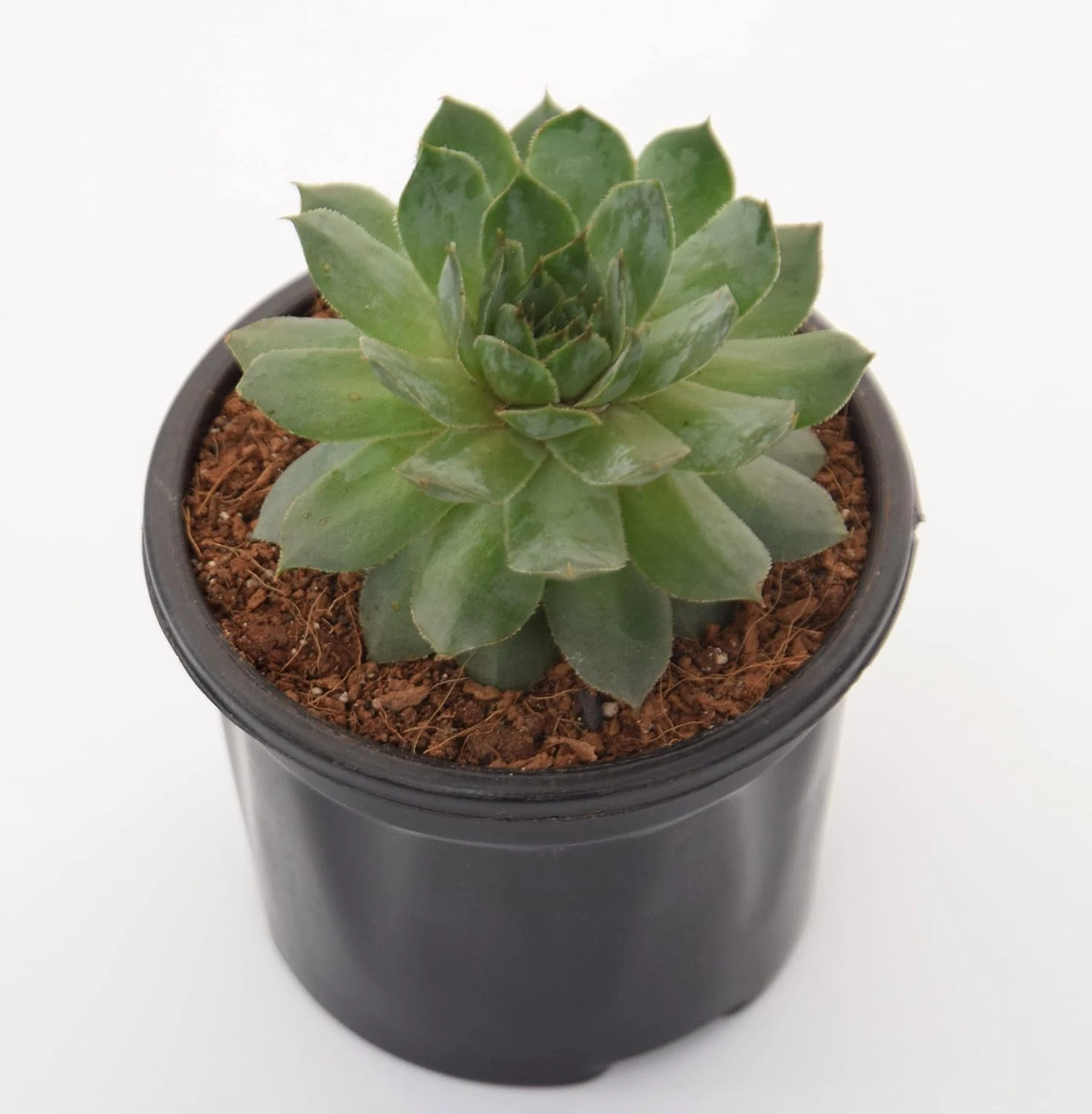 Green Wheel Live Succulent Plant with Pot | Aeonium Tabuliforme Rare Flat Rosette Succulent | Low-Maintenance Indoor Table & Office Décor Plant | Fresh Healthy Live Plant
