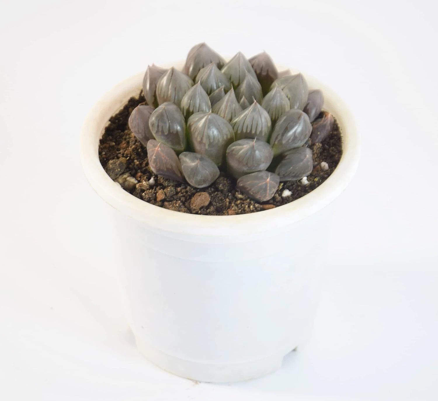 Haworthia Cooperi Live Succulent Plant with Pot | Rare Transparent-Leaf Succulent | Low-Maintenance Indoor Desk Plant for Home & Office Décor | Fresh Healthy Live Plant
